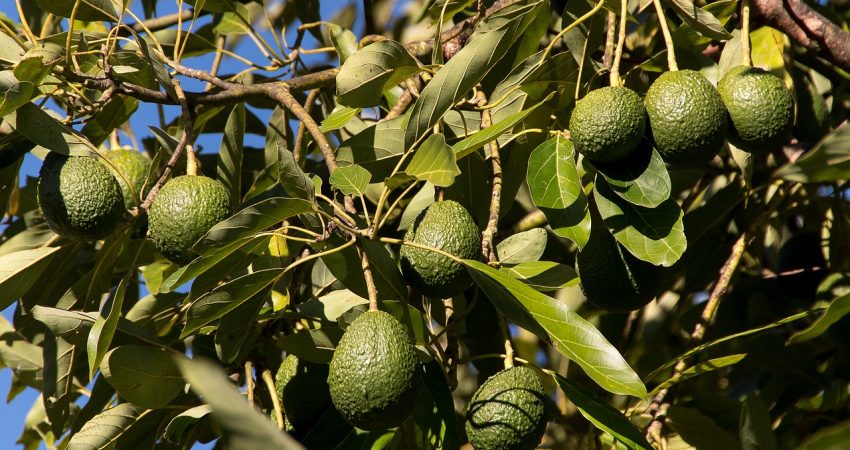 avocados, fruit, healthy