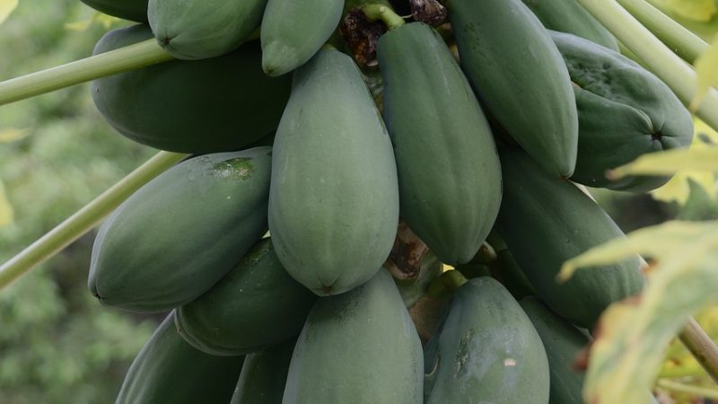 papaya, fruits, papaya tree