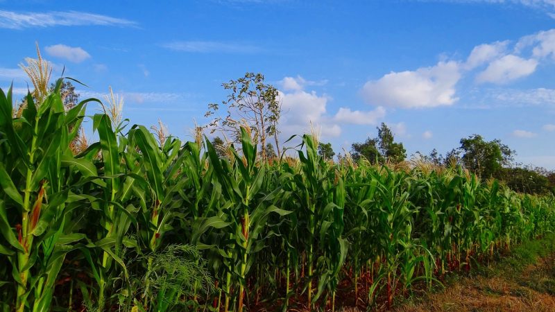 maize, crop, corn